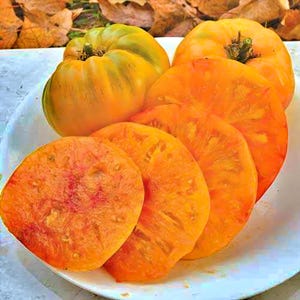 Hillbilly, Tomato, Heirloom Seeds, Grown to Organic Standards Open Pollinated Gardening Non-GMO