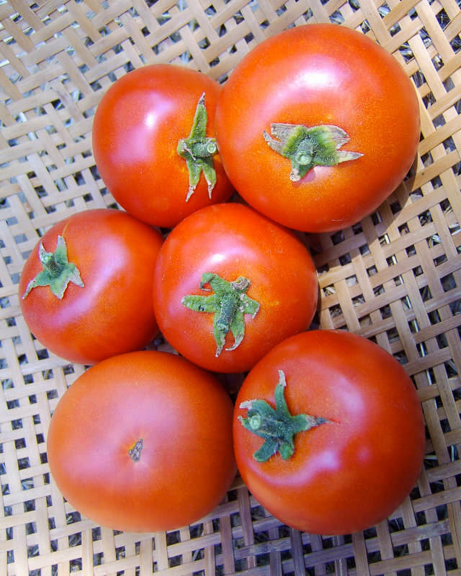 Forest Fire Tomato Heirloom Garden Seeds NonGMO / 30 Seeds Etsy