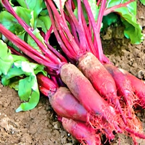 Cylindra Beet Seeds: Heirloom, Non-GMO, Open Pollinated