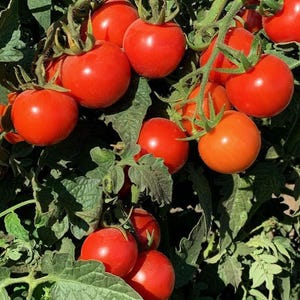 Tommy Toe, Heirloom Tomato Seeds: Non-GMO Grown To Organic Standard Open Pollinated Gardening