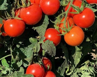 Tommy Toe, Heirloom Tomato Seeds: Non-GMO Grown To Organic Standard Open Pollinated Gardening