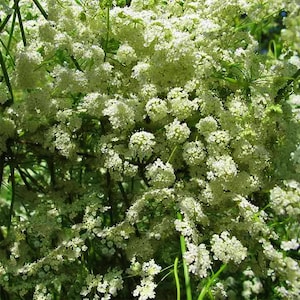 Anise (Pimpinella Anisum),  Culinary & Medicinal Herb,  Heirloom Seeds,  Non-GMO
