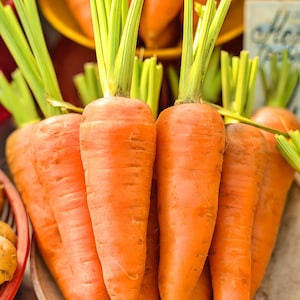 Danvers 126, Carrot, Heirloom Seeds, Open Pollinated Container Vegetable Gardening Non-GMO