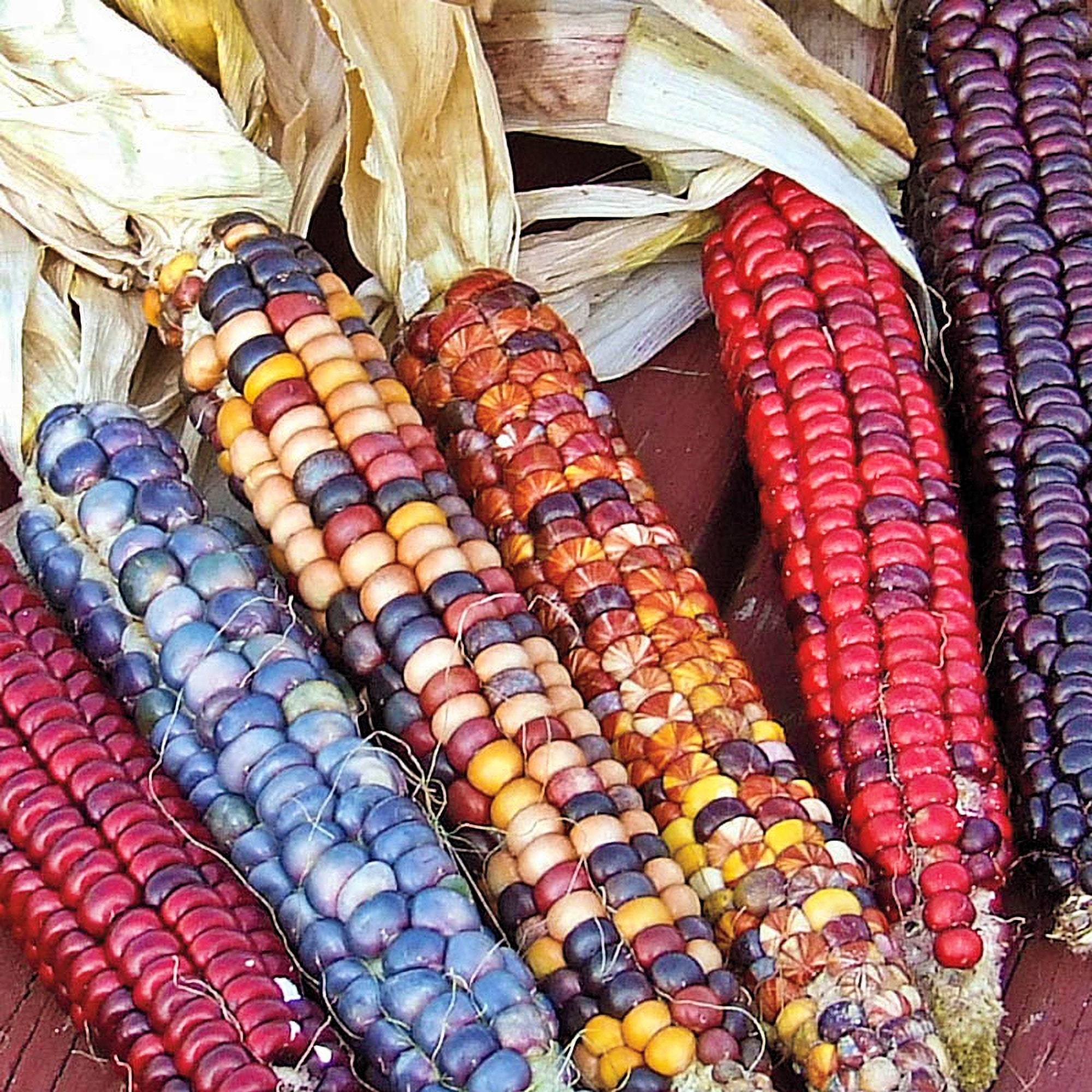 Corn - KidsGardening