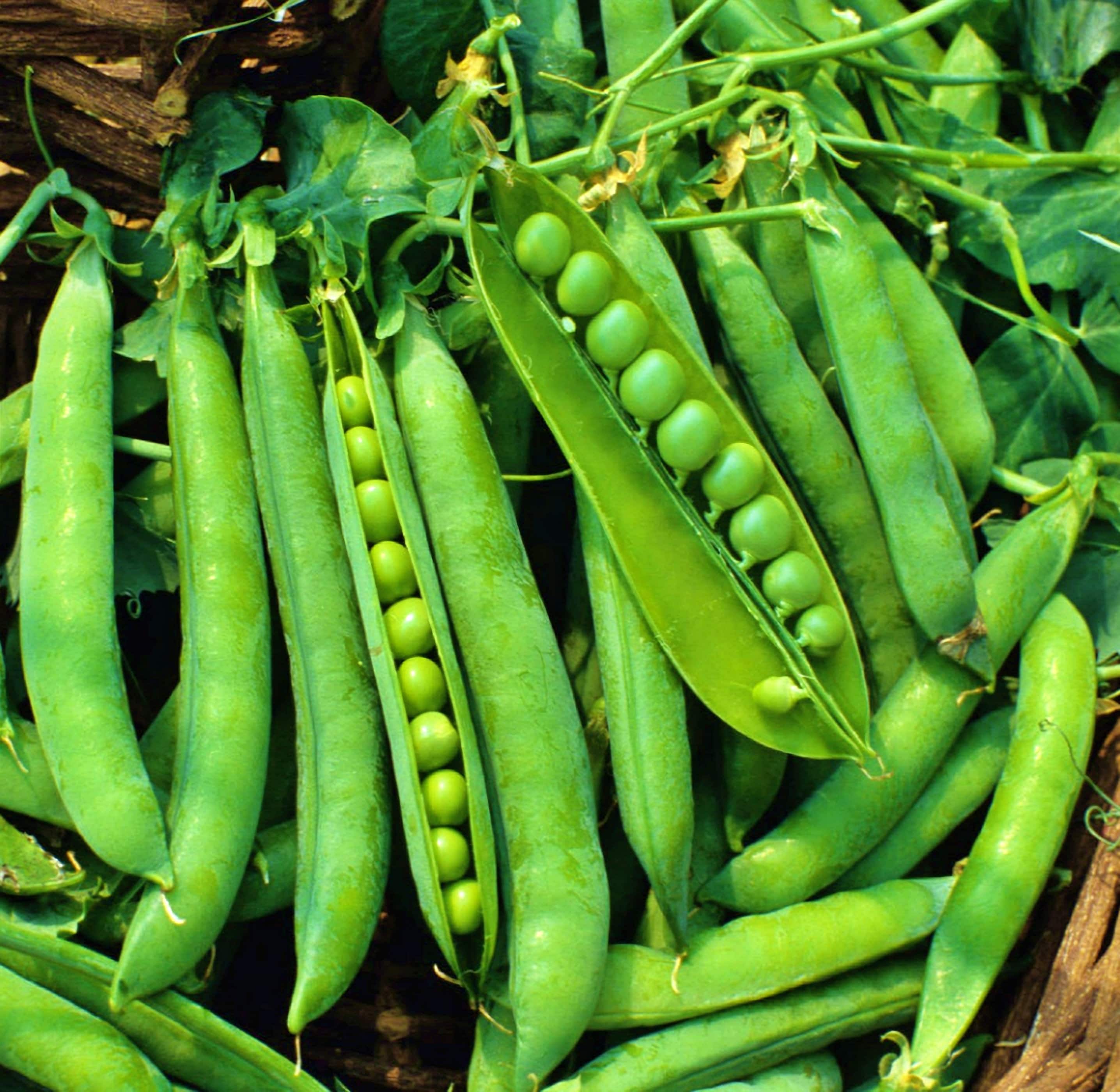 Green Arrow Pea Seeds Heirloom English Shelling Open Etsy