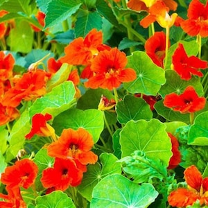 Empress of India,  Nasturtium,   Heirloom Seeds,    Gourmet Mix   Edible Flower   Open Pollinated   Non-GMOn