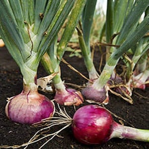 Ruby Red, Onion Seeds: Heirloom, Non-GMO, Open Pollinated