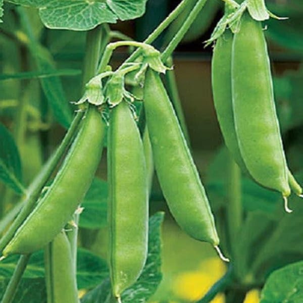Semillas de guisantes dulces Sugar Ann: Variedad tradicional de jardín (orgánica, sin OMG)