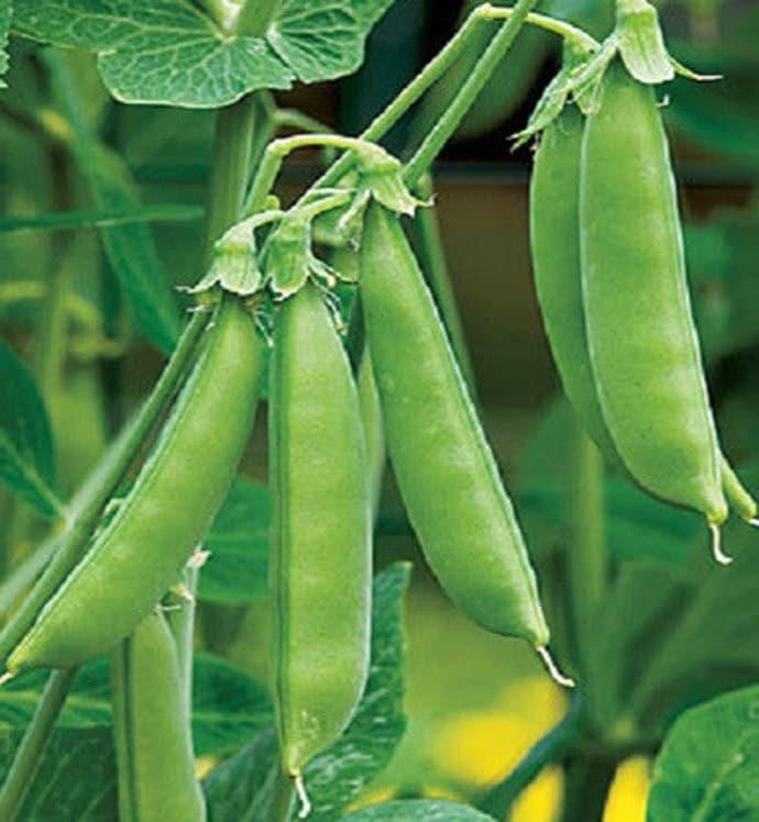 Sugar Ann Snap Pea Seeds: Heirloom Garden Variety (Organic Non-GMO)