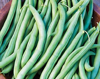 Blue Lake 274, Bush Beans, Heirloom Seeds, Excellent Flavor Best Tasting Non-GMO