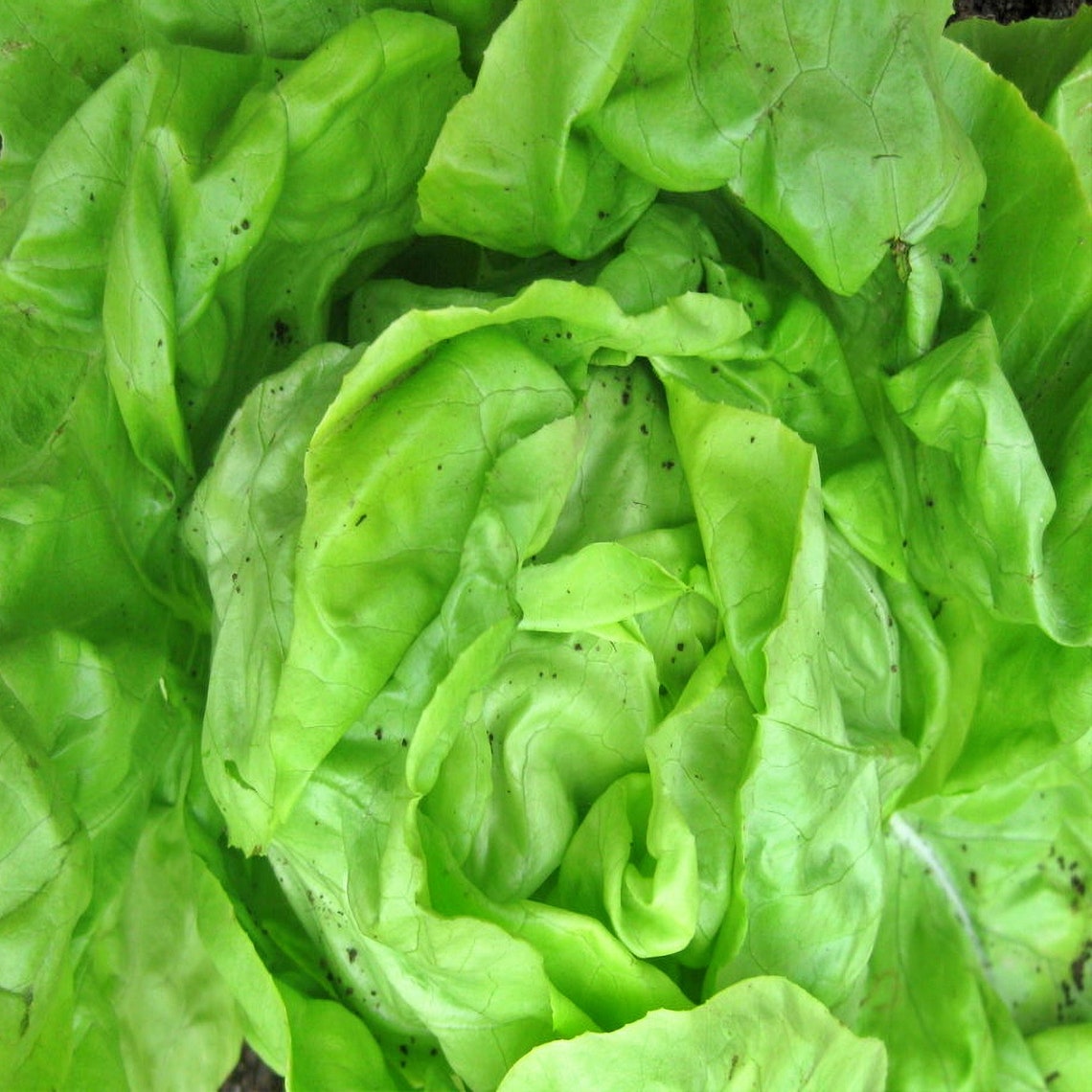 White Boston Butterhead Lettuce Seeds / Etsy