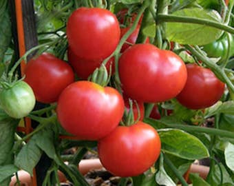 Polar Beauty, Tomato,  Heirloom Garden Seeds  Garden Seed Non-GMO   30+ Seeds Grown To Organic Standards Open Pollinated Heirloom Gardening