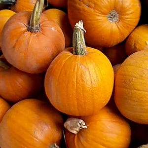 Montana Jack, Pumpkin Seeds: Open Pollinated Heirloom Variety (Non-GMO)
