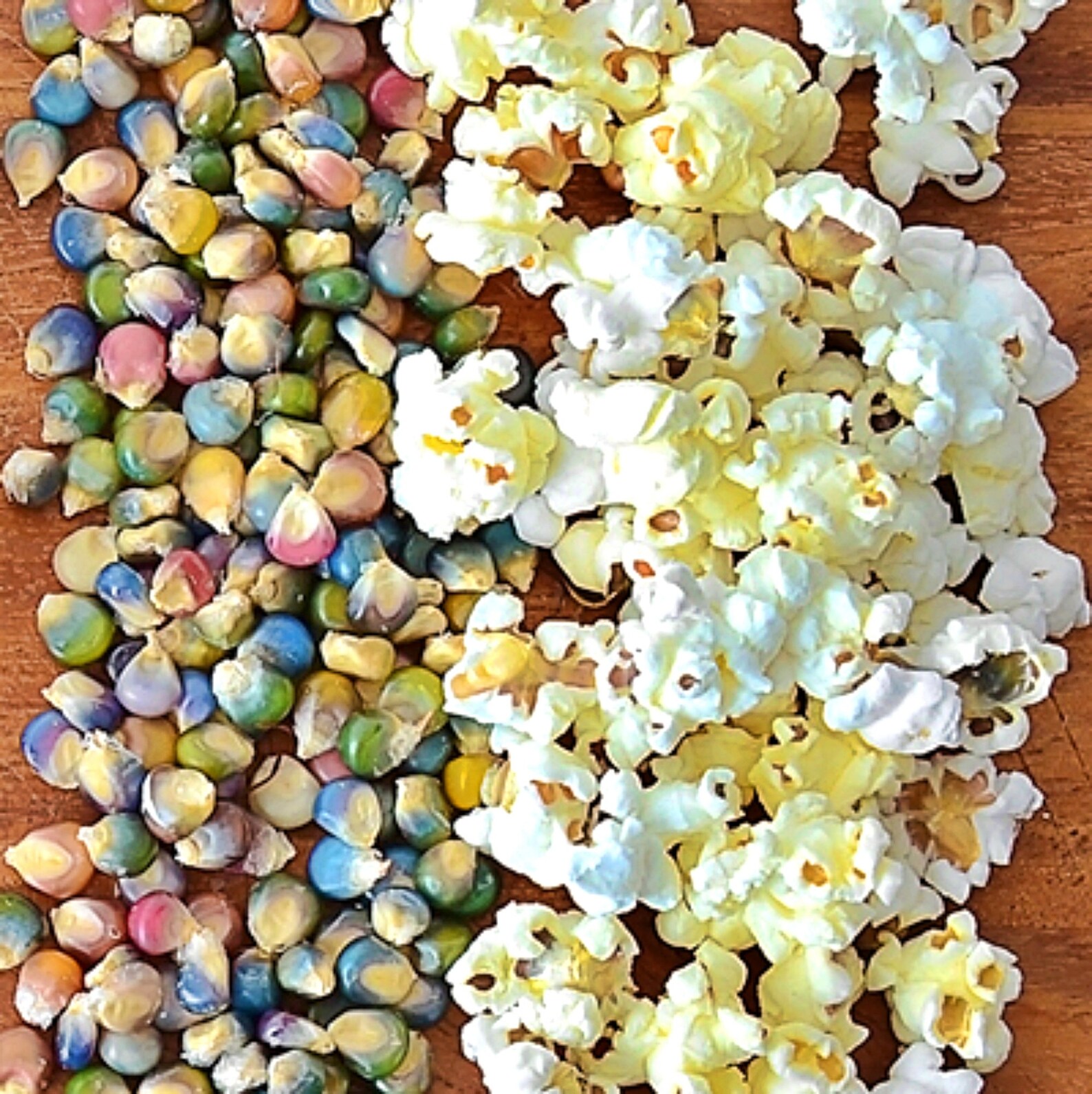 Glass Gem Corn Cherokee Heirloom Corn Seeds NonGMO Rare Seeds Etsy