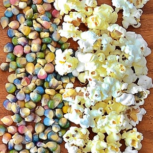 Glass Gem, Cherokee Popcorn, Heirloom Garden Seeds Original Strain Indescribably Beautiful Grown in USA Non-GMO image 7