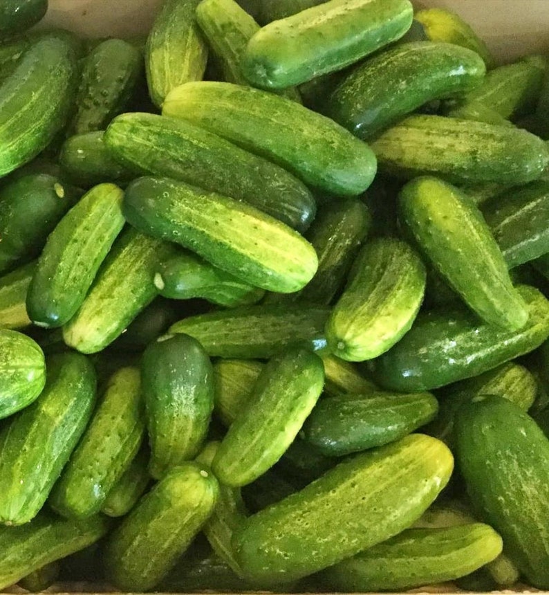 Homemade Pickles Cucumber Seeds / Heirloom Pickling Cucumber Etsy
