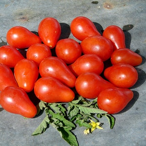 Austins Red Pear, Tomato,   Heirloom Seeds, Grown to Organic Standards Open Pollinated Gardening Non-GMO