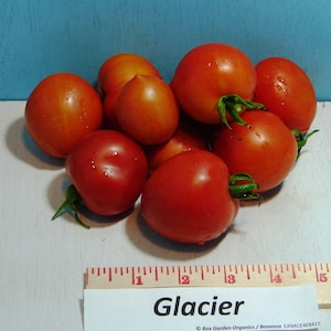 Glacier, Tomato,  Heirloom Seeds, Early Season Grown to Organic Standards Open Pollinated Gardening Non-GMO
