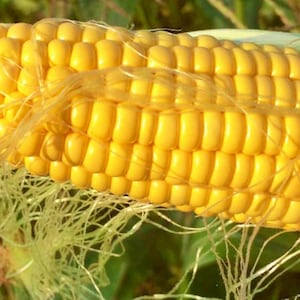 F1 Yellow Sweet Corn Seeds, High Sugar Heirloom Variety