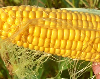 F1 Yellow Sweet Corn Seeds, High Sugar Heirloom Variety