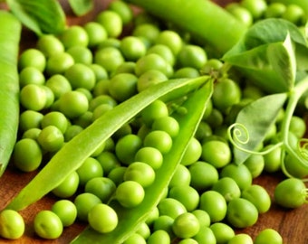 Thomas Laxton,  Peas,  Heirloom Garden Seeds  High Yielding   Tender Sweet Fresh or Frozen  Gardening Non-GMO