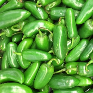 Jalapeno Tam,   Hot Pepper,   Heirloom Seeds,  Open Pollinated   Vegetable Seeds   Non-GMO