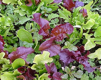 FRILLY LEAF MIX ..attractive, colourful and tasteful! MESCLUN 400 Seeds 