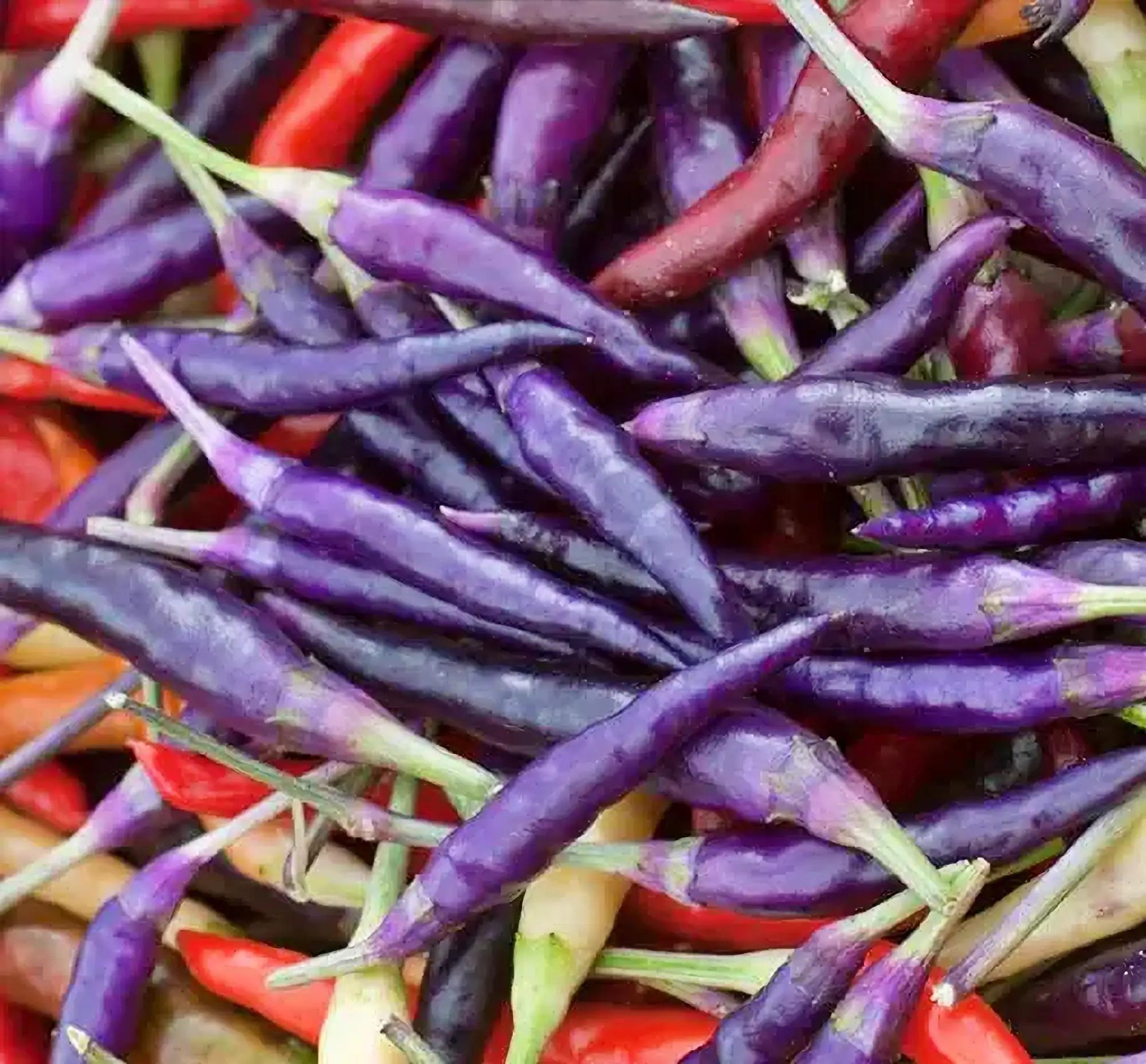 Graines De Piment Géant Violet Cayenne – Lot De 10 Graines, Variété Longue Et Productive, Pour Jardinage