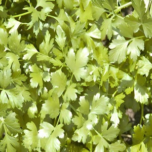Slow Bolt Cilantro Seeds: Culinary Herb for Fresh Flavor