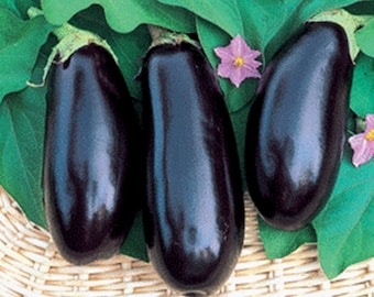 Black Beauty,   Eggplant,  Heirloom Garden Seeds  Naturally Grown   Open Pollinated   Heirloom Gardening   Non-GMO