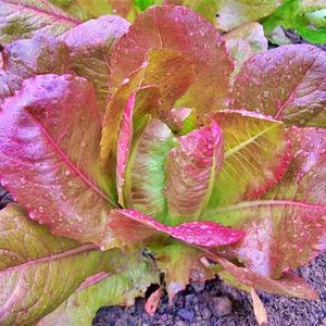 Rouge D&#39;Hiver, Romaine Lettuce, Heirloom Seeds, Window Box Vegetable Seeds Heat & Frost Resistant Lactuca sativa Non-GMO