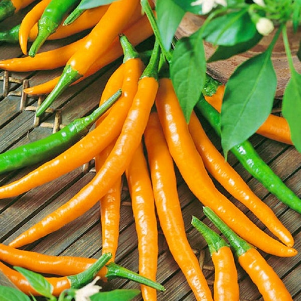 Orange Cayenne,  Hot Pepper,    Heirloom Garden Seeds  Rare Seeds   Open Pollinated   Vegetable Seeds   Non-GMO