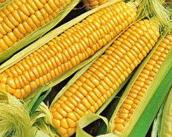 Early Golden Bantam, Sweet Corn,  Heirloom Garden Seeds