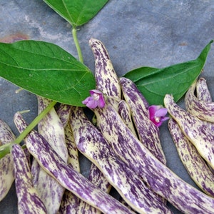 Dragon Tongue,  Bush Beans,  Heirloom Garden Seeds  Open Pollinated   Container Gardening  Vegetable Garden Seeds   Non-GMO