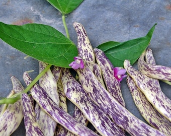 Dragon Tongue,  Bush Beans,  Heirloom Seeds,  Open Pollinated   Container Gardening  Vegetable Garden Seeds   Non-GMO
