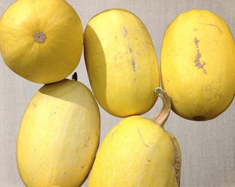 Spaghetti, Winter Squash Seeds:  Heirloom  Open Pollinated, Non-GMO