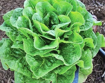 Winter Density, Romaine Lettuce Seeds: Heirloom, Frost Resistant