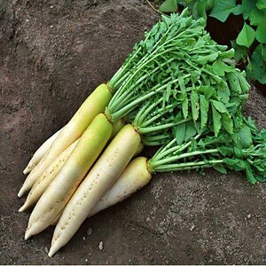 White Daikon,  Radish,   Heirloom Seeds,  Garden Non-GMO