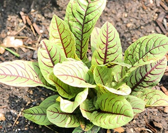 Bloody Dock Seeds: Red Veined Sorrel Salad Greens