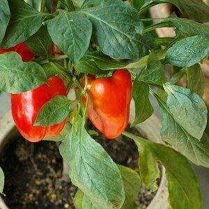 Jupiter,  Sweet Bell Pepper,  Heirloom Seeds,  Open, Pollinated  Vegetable Seeds   Non-GMO