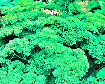 Triple Moss Curled Parsley Seeds: Open Pollinated, Non-GMO