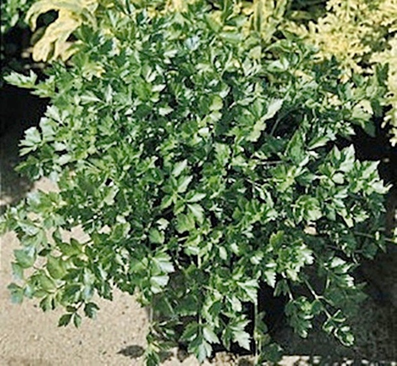 Lovage Seeds Mountain Celery / Heirloom Medicinal Herb Open Etsy