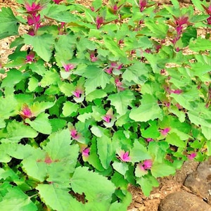 Lambsquarters, Magenta Spreen,  Heirloom Garden Seeds   Organic Heirloom Open Pollinated Container Gardening Garden Seeds Non-GMO