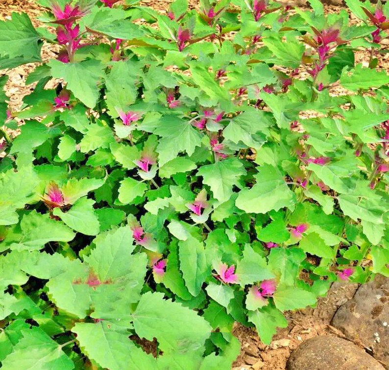 Lambsquarters, Magenta Spreen, Heirloom Garden Seeds Organic Heirloom Open Pollinated Container Gardening Garden Seeds Non-GMO image 1