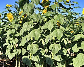 Mongolian Giant Sunflower Seeds: Heirloom, Edible (Open-Pollinated)