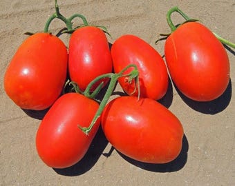 Rio Grande, Tomato,  Heirloom Garden Seeds    Seeds High Yields Extremes in Temperature Large Plants Great Flavor NonGMO