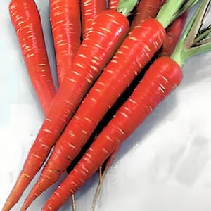 Atomic Red,  Carrot,   Heirloom Seeds,  High Antioxidant Lycopene   Crisp Roots   Specialty Carrot  Non-GMO