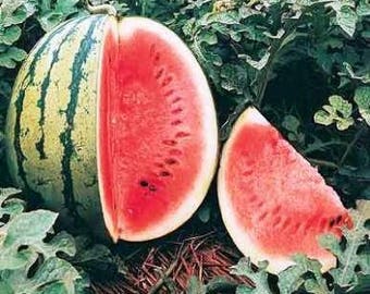 Crimson Sweet,  Watermelon,  Heirloom Garden Seeds  Open Pollinated   Container Garden   Vegetable Garden Seeds   Non-GMO