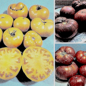 BrandywineTomato, Seed Collection, Heirloom Seeds, Grown to Organic Standards Open Pollinated Gardening Non-GMO