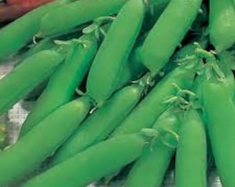 Little Marvel,   Peas,   Heirloom Garden Seeds  English Shelling Pea   Non-GMO